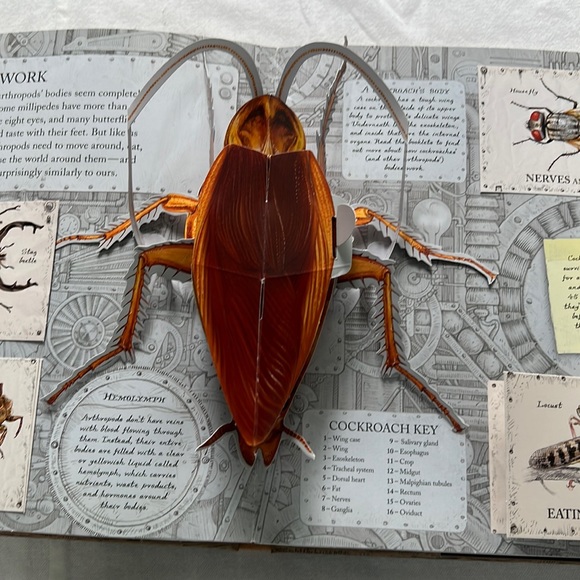 Pop Up Books (2)- Beautifully illustrated & informative books, like new! - Picture 7 of 11